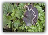 stigmella aurella