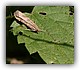 Nomophila noctuella