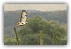 buizerd
