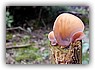 Judasoor (Hirneola auricula-judae)