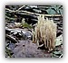 Rechte koraalzwam (Ramaria stricta)