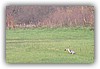 Blauwe reiger