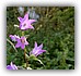 Ruigklokje (Campanula trachelium)