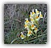 Vlasbekje (linaria vulgaris)