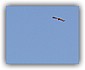 Torenvalk (Falco tinnunculus)