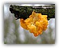 Gele trilzwam (Tremella mesenterica)