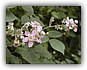 Koebraam (Rubus ulmifolius)
